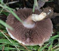 Agaricus campestris image