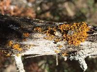 Xanthoria parietina var. parietina image