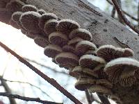 Schizophyllum commune image