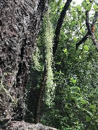 Usnea ceratina image