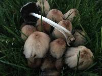 Coprinellus micaceus image