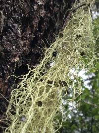 Usnea ceratina image