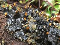 Peltigera membranacea image