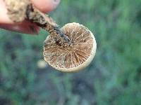 Agrocybe pediades image