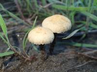 Agrocybe pediades image