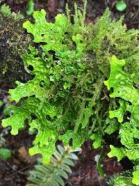 Lobaria pulmonaria image