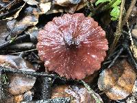 Marasmius plicatulus image