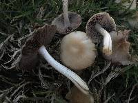 Psathyrella candolleana image