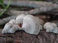 Schizophyllum commune image