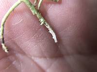 Usnea ceratina image