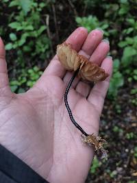 Marasmius plicatulus image