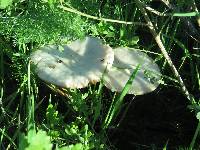 Volvariella gloiocephala image