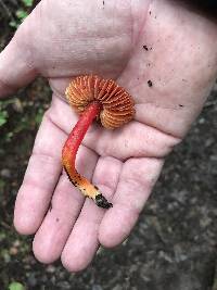 Hygrocybe coccinea image