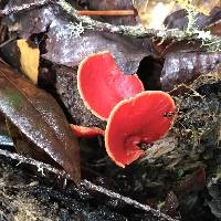 Sarcoscypha coccinea image