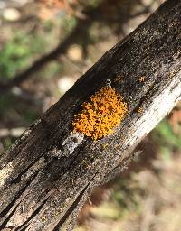 Xanthoria parietina var. parietina image