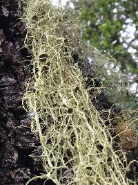 Usnea ceratina image