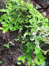 Lobaria pulmonaria image