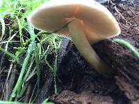 Pluteus cervinus image