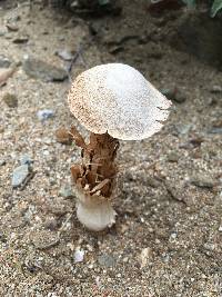 Battarrea phalloides image