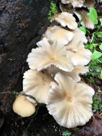 Psathyrella candolleana image