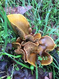 Omphalotus olivascens image