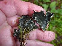 Peltigera collina image