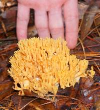 Ramaria aurea image