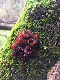 Tremella foliacea image