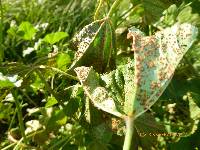 Puccinia malvacearum image