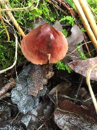 Marasmius plicatulus image