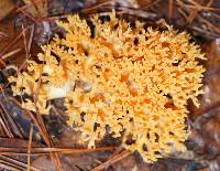 Ramaria aurea image