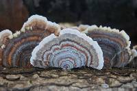 Trametes versicolor image