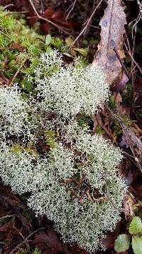 Cladonia confusa image