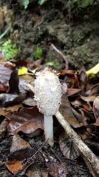 Coprinus comatus image