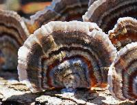 Trametes versicolor image