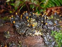 Peltigera membranacea image