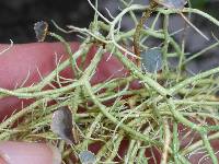 Usnea ceratina image