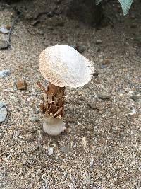 Battarrea phalloides image