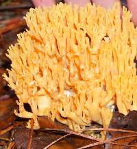 Ramaria aurea image