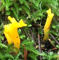 Calocera viscosa image