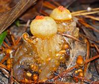 Calostoma cinnabarinum image