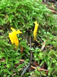 Calocera viscosa image