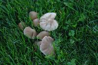 Psathyrella candolleana image