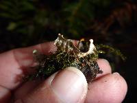 Peltigera membranacea image