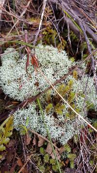 Cladonia confusa image