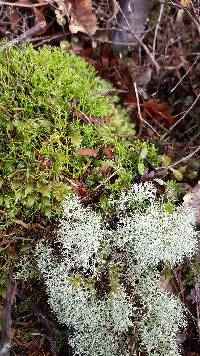 Cladonia confusa image