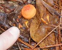 Calostoma cinnabarinum image