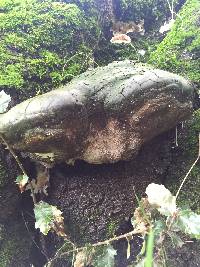 Fomitopsis pinicola image