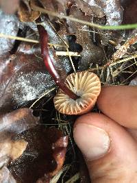 Marasmius plicatulus image