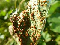 Puccinia malvacearum image